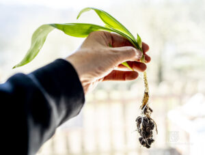 Bärlauch - Schindelbeck Photographie