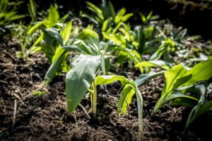 Bärlauch - Schindelbeck Photographie