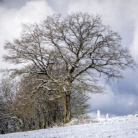Katzenbuckel, Odenwald, Winter, Schnee - Photo: Schindelbeck