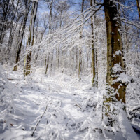 Katzenbuckel, Odenwald, Winter, Schnee - Photo: Schindelbeck